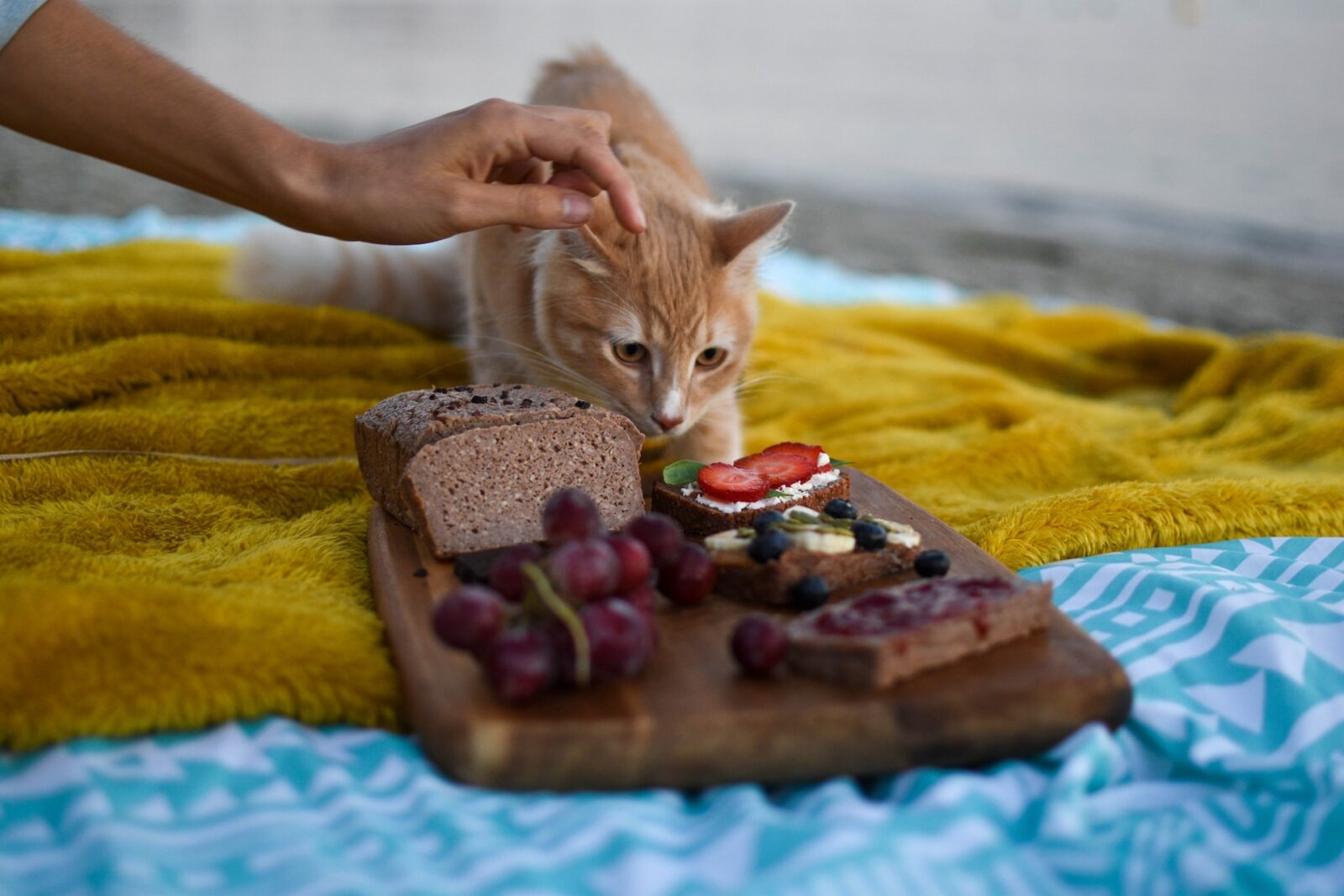 Jaka karma dla kota zapewnia zbilansowane odżywianie?