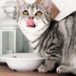 Zdrowa dieta dla Twojego kota - bezzbożowa karma jako klucz do dobrej kondycji